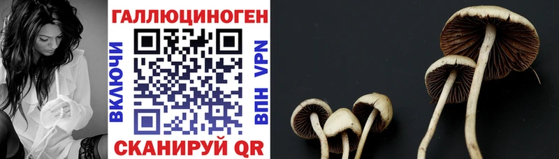 Галлюциногенные грибы прущие грибы  Красавино 